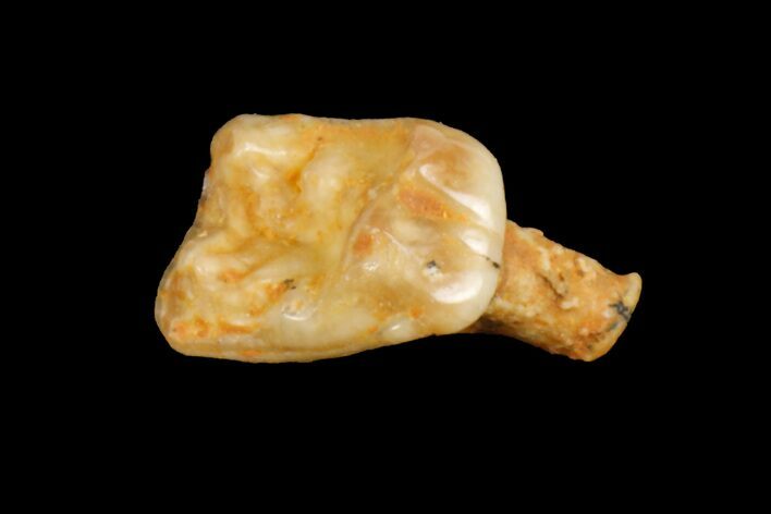 Eocene Primate (Necrolemur) Tooth Crown Fossil - France #179991